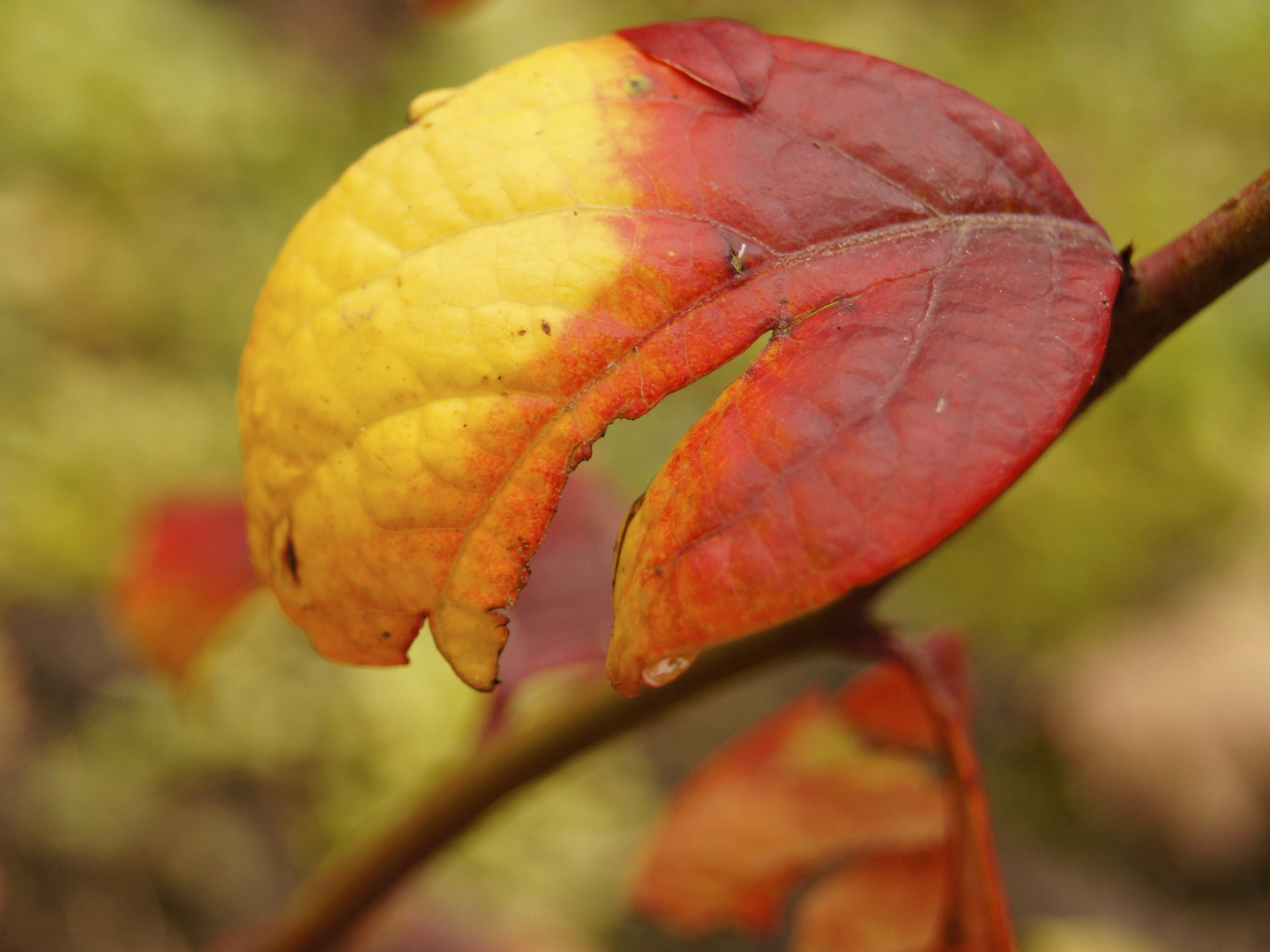 Herbstliches