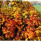 Herbstliches  84