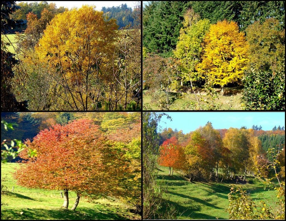 Herbstliches -