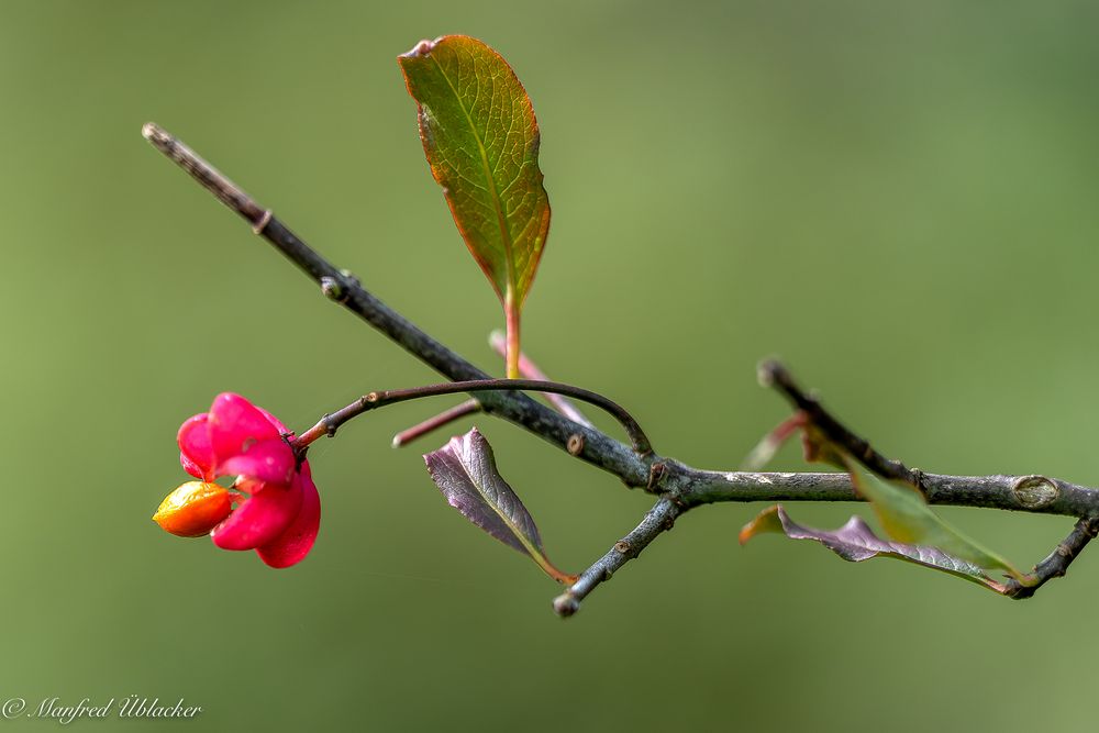 Herbstliches ...