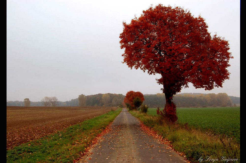 Herbstliches