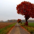 Herbstliches