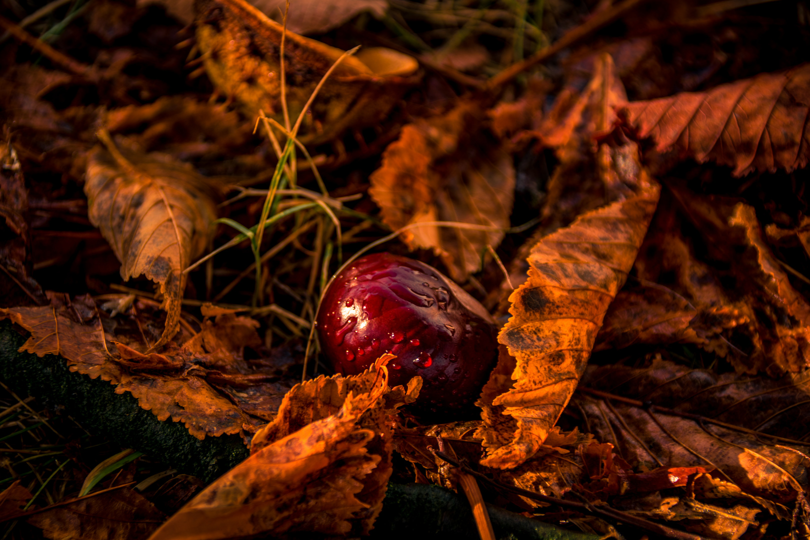 Herbstliches