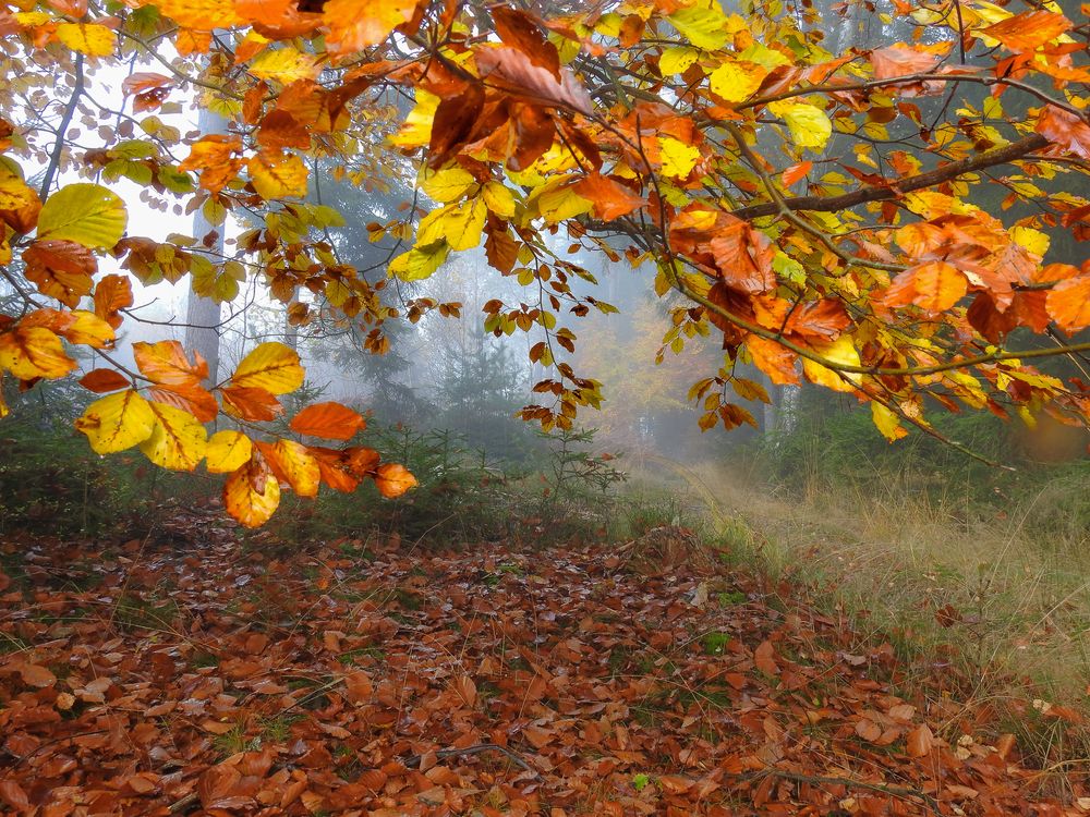 Herbstliches