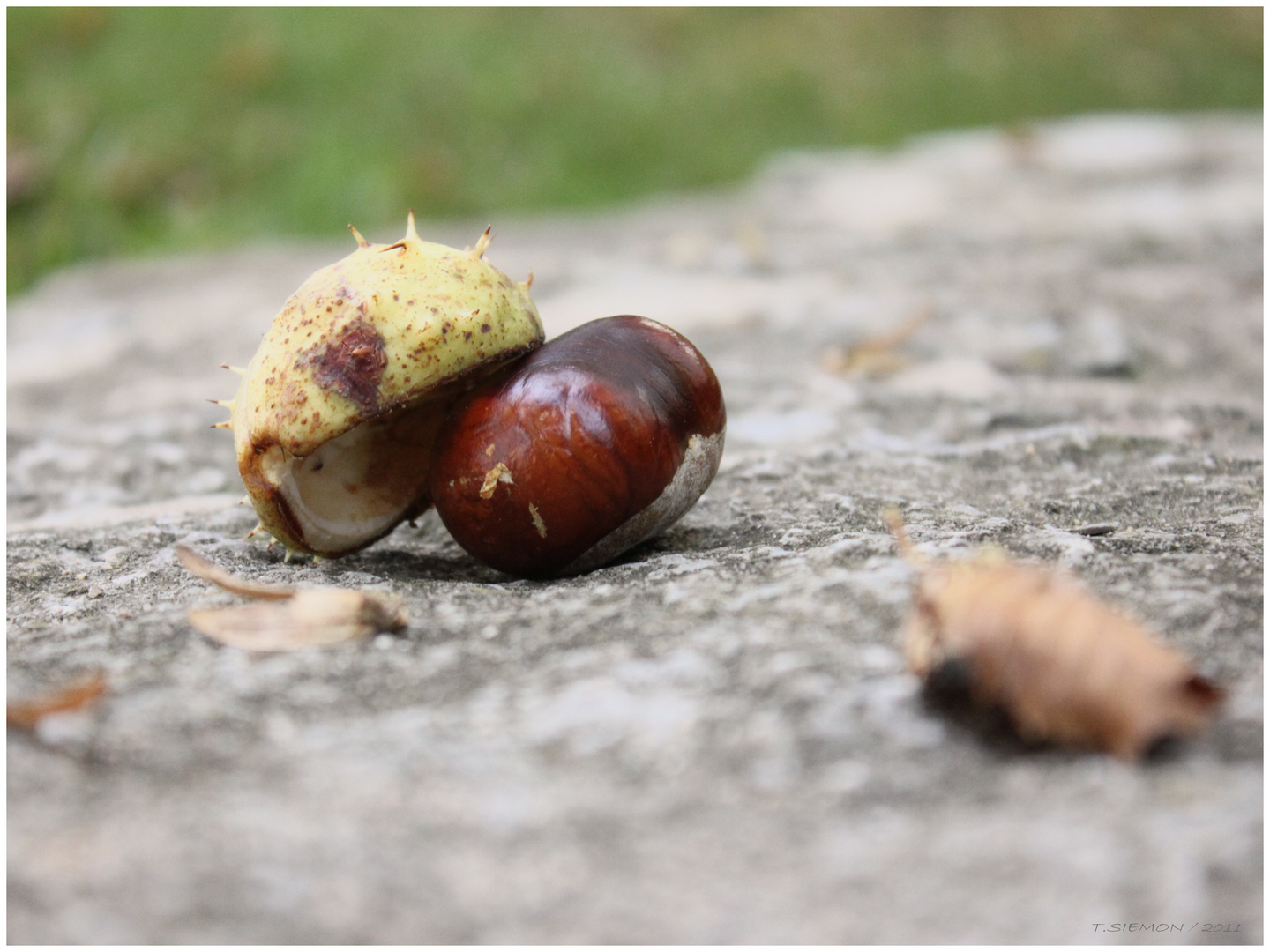 Herbstliches