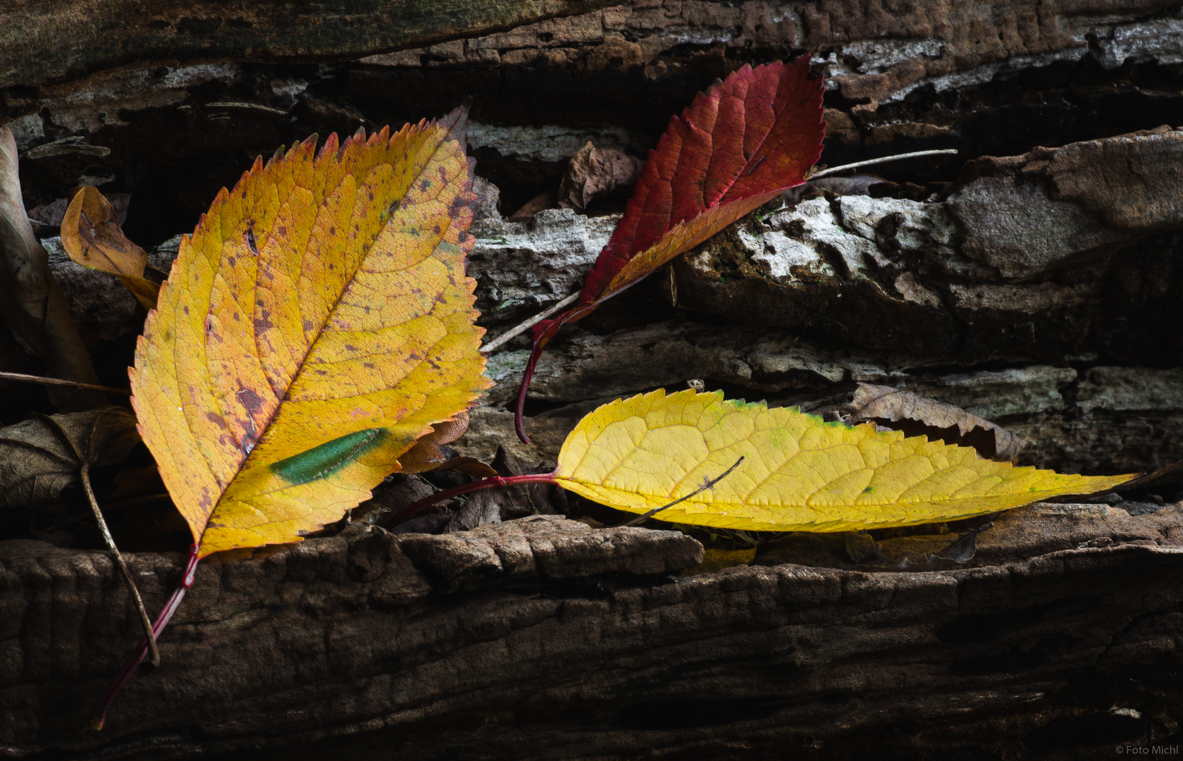 * Herbstliches *