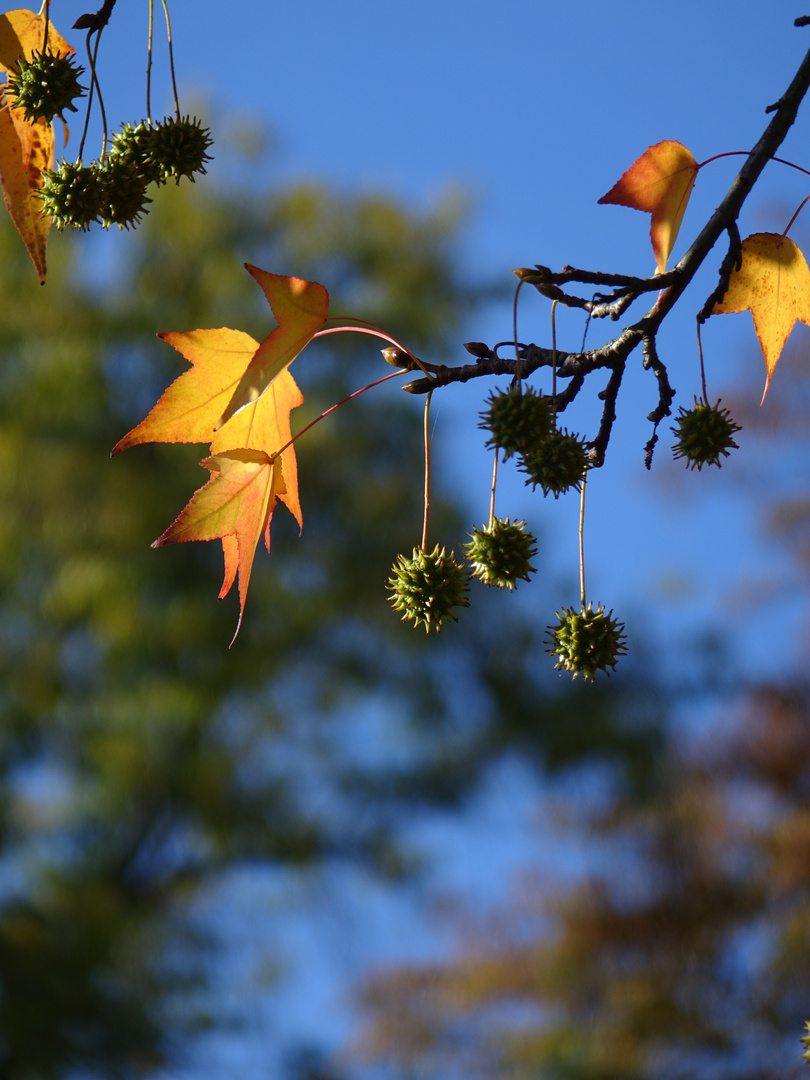 Herbstliches