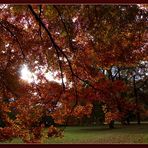 Herbstliches....