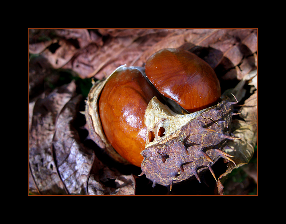 Herbstliches