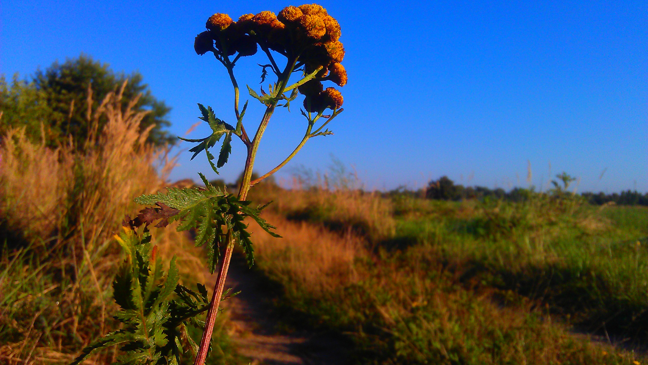 Herbstliches Ahnen