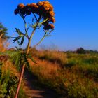 Herbstliches Ahnen