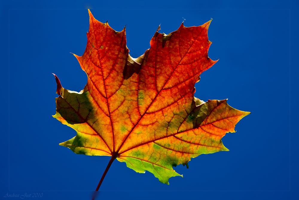 Herbstliches Ahornblatt Foto & Bild | jahreszeiten, herbst, pflanzen