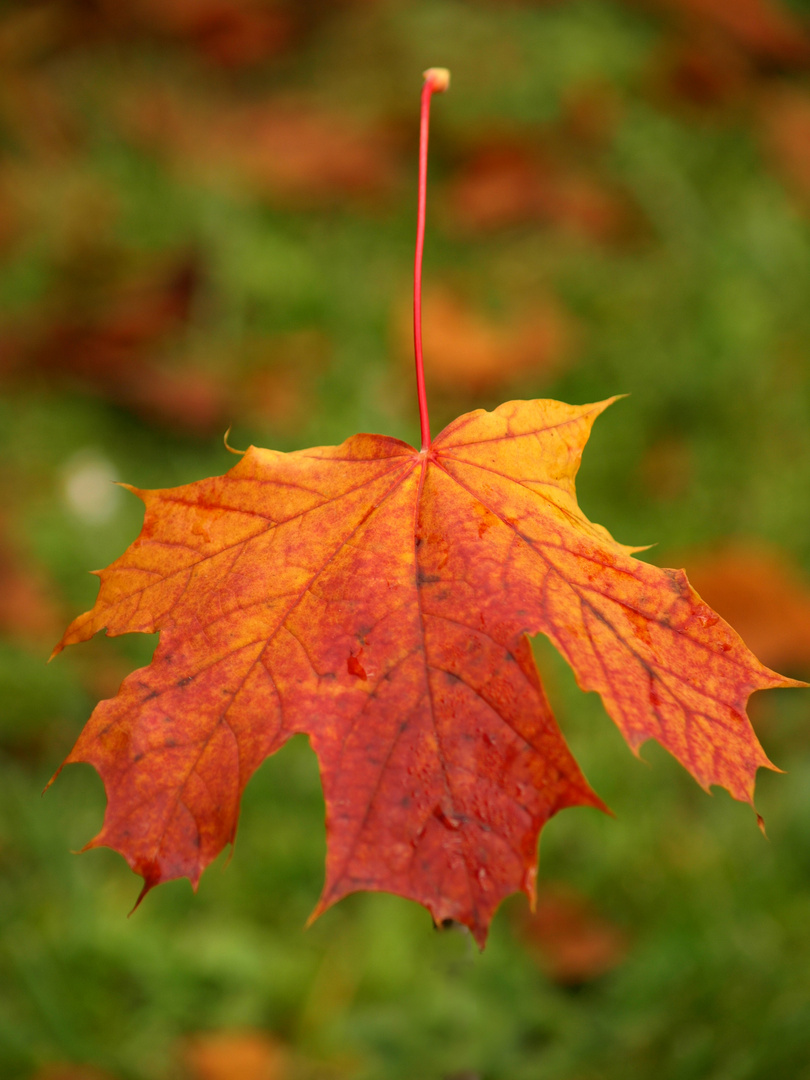 Herbstliches Ahornblatt