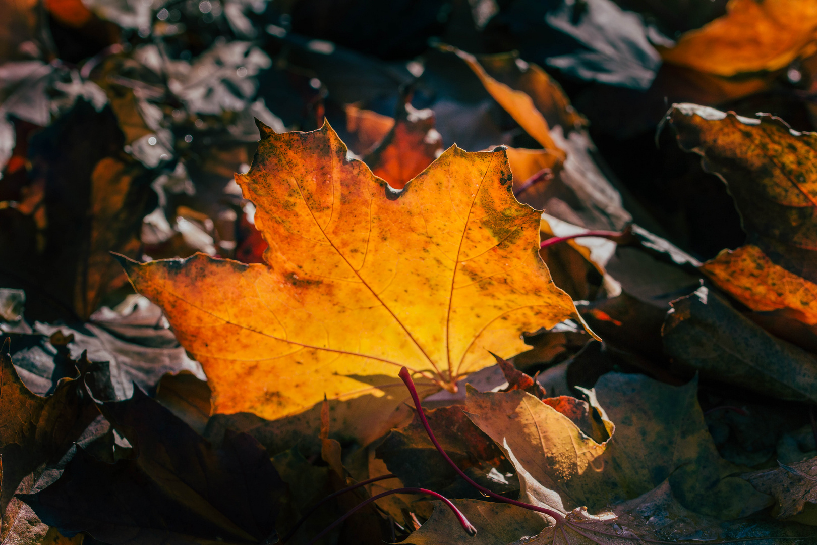 Herbstliches Ahornblatt