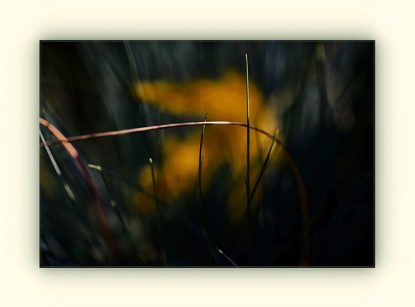 herbstliches Ahornblatt