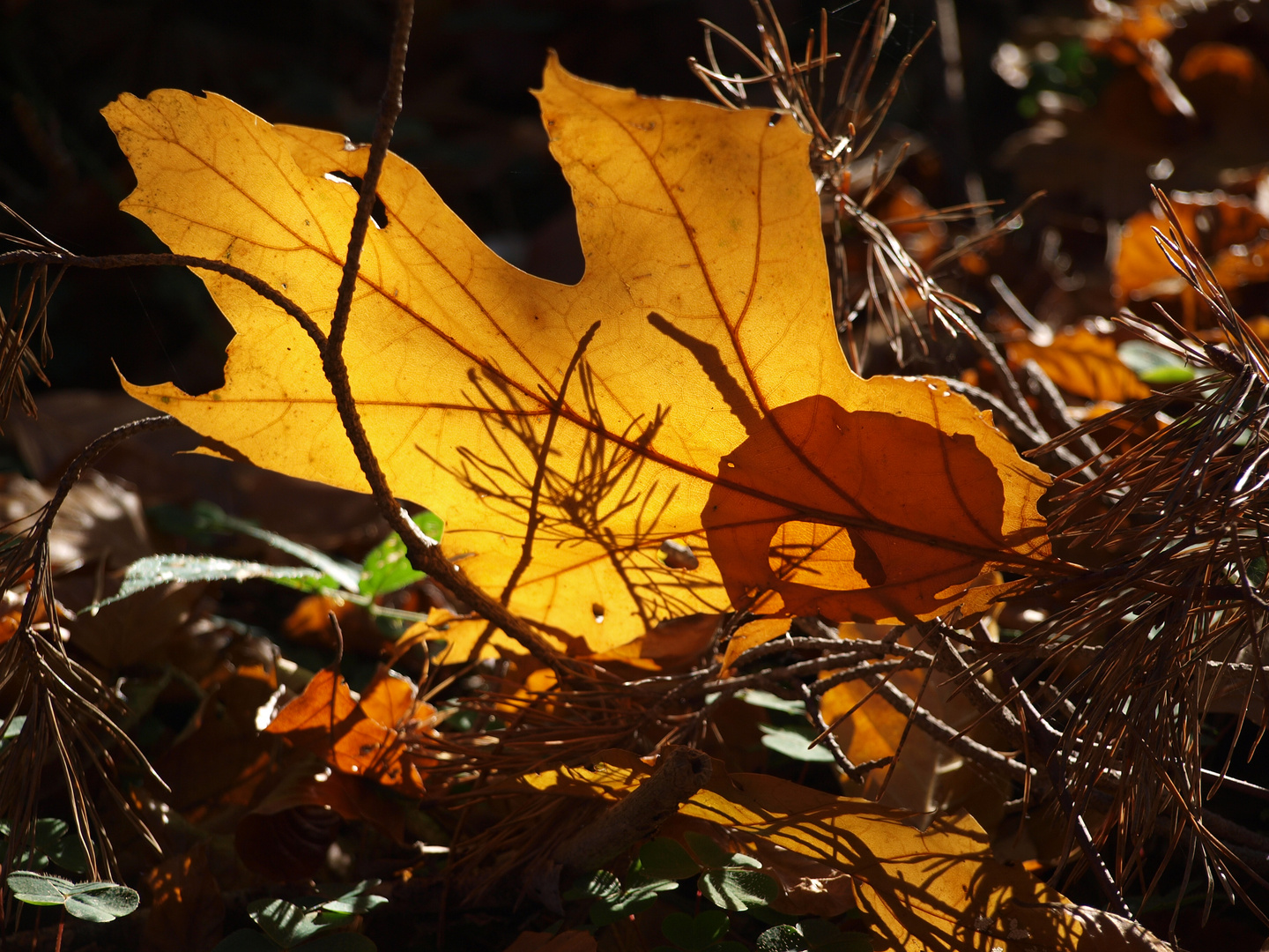 Herbstliches Allerlei