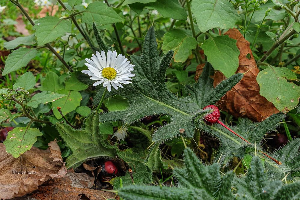 Herbstliches Allerlei