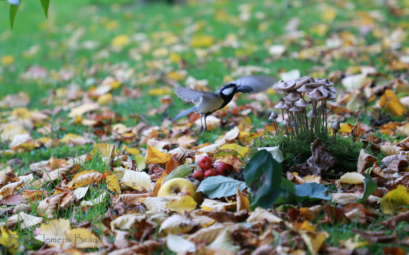 Herbstliches am Boden und am Himmel 3 von 4