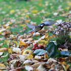 Herbstliches am Boden und am Himmel 3 von 4