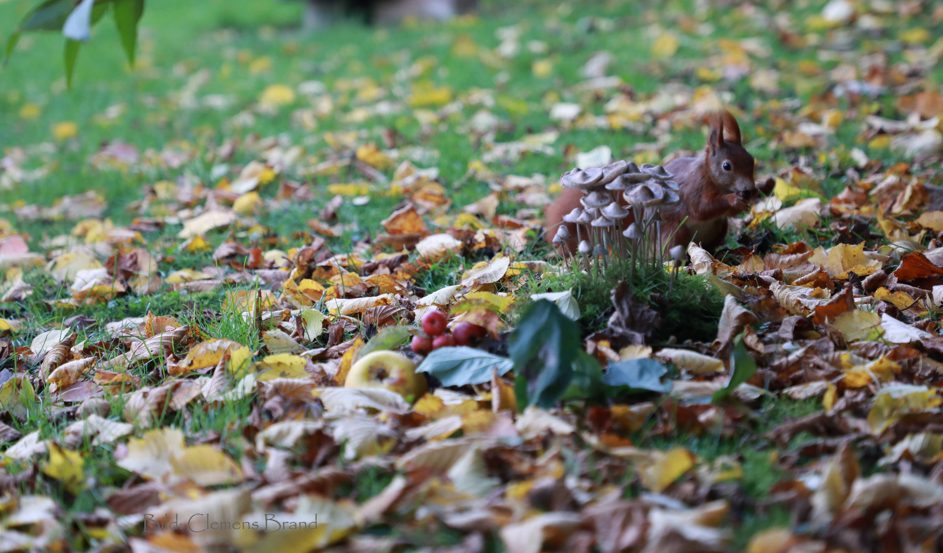 Herbstliches am Boden und am Himmel 4 von 4