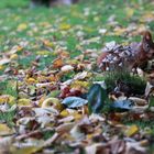 Herbstliches am Boden und am Himmel 4 von 4