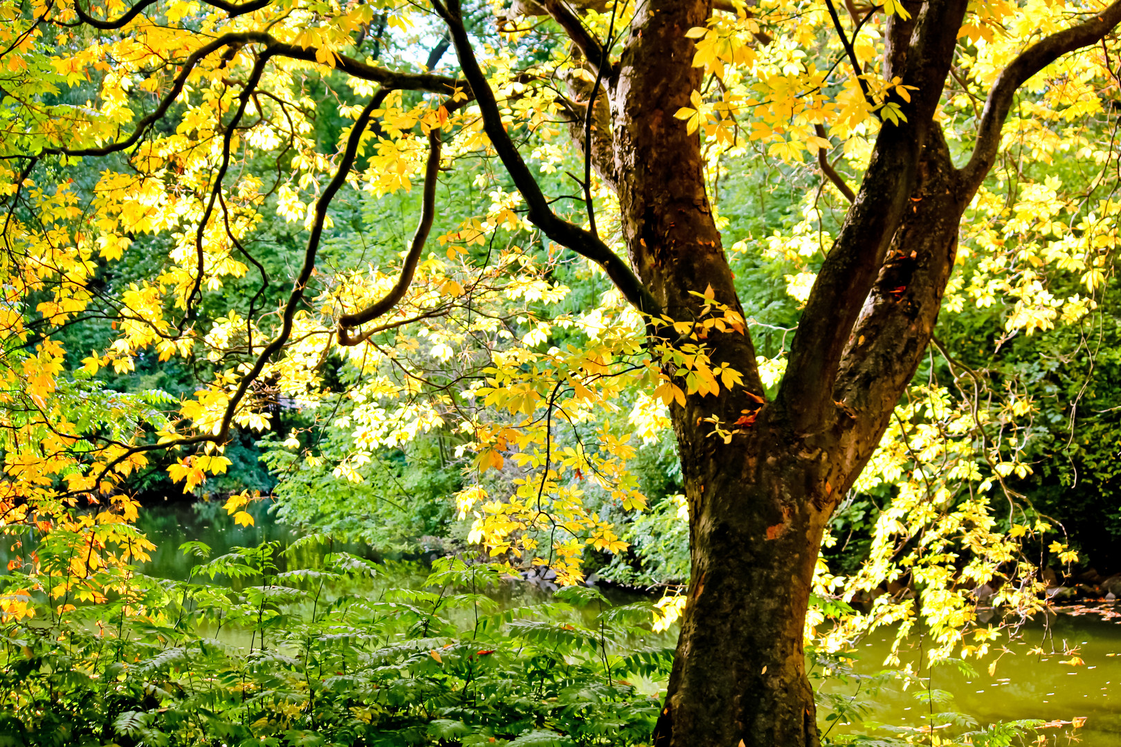 Herbstliches am Maschteich, Hannover