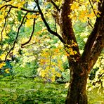 Herbstliches am Maschteich, Hannover