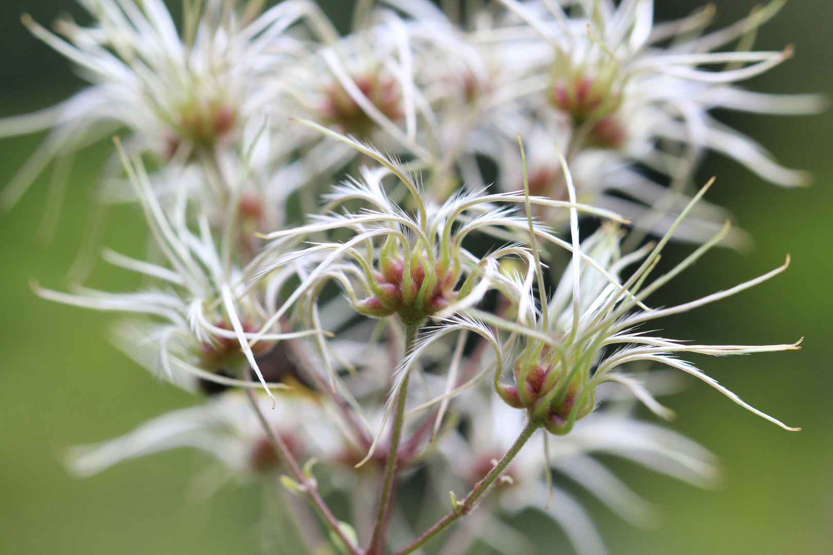 Herbstliches am Wegesrand