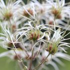 Herbstliches am Wegesrand