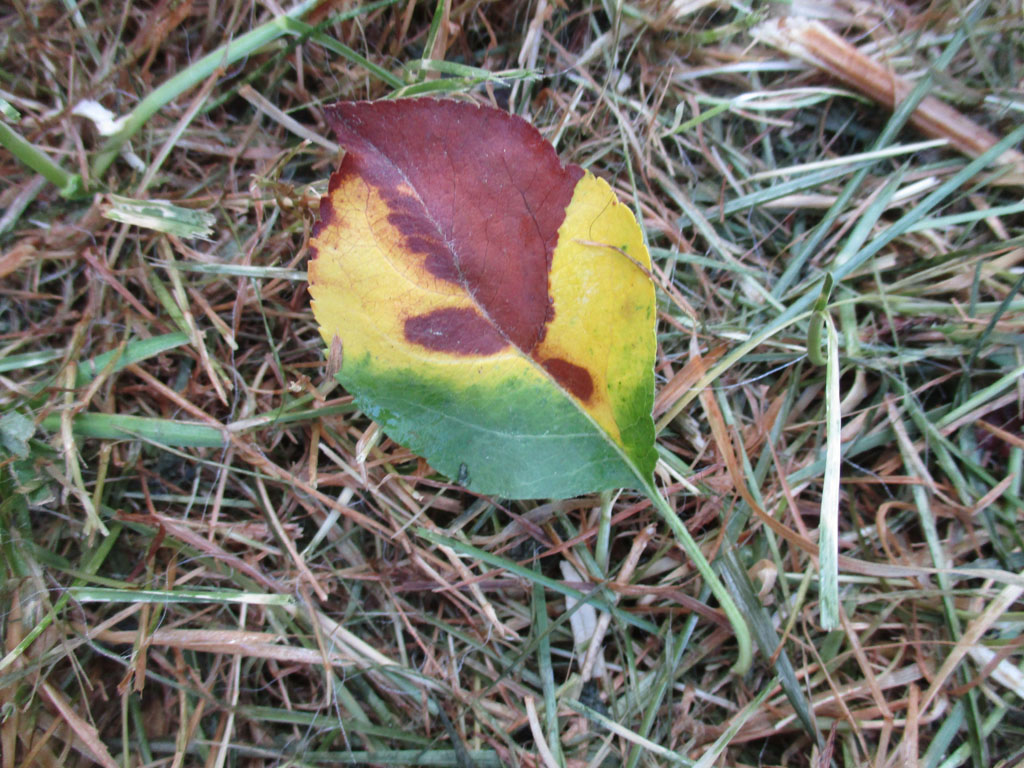 Herbstliches Anfang Juli 