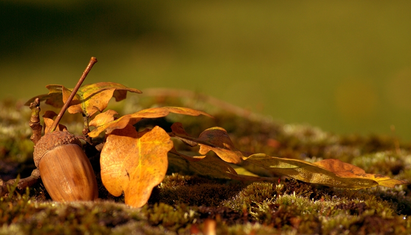 *herbstliches Arrangement*