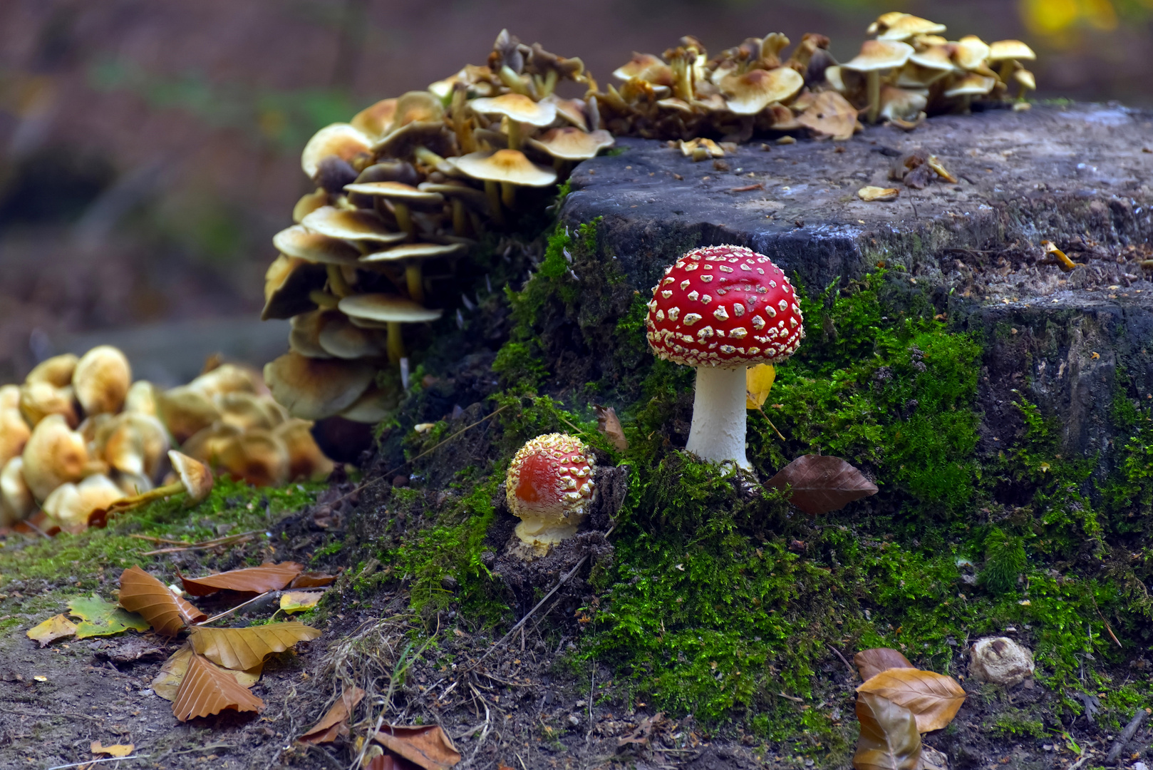 Herbstliches Arrangement