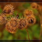 Herbstliches Arrangement