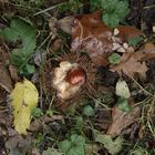 Herbstliches Arrangement