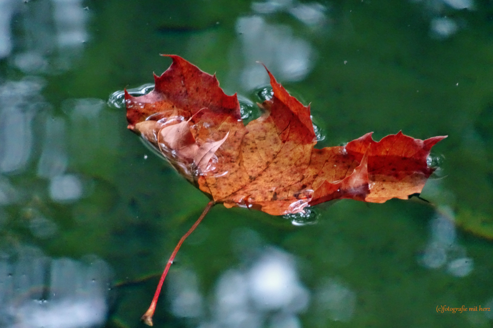 Herbstliches auf dem Wasser