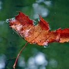 Herbstliches auf dem Wasser