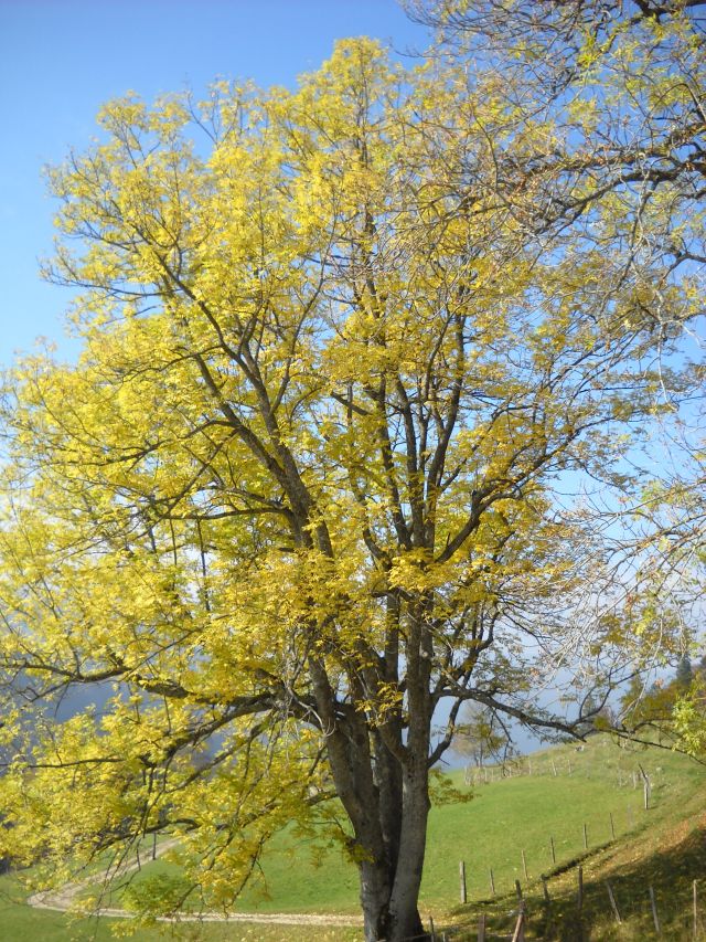 Herbstliches auf dem Weissenstein