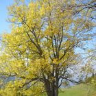 Herbstliches auf dem Weissenstein