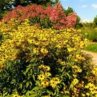 Herbstliches aus dem Botanischen Garten in Dresden