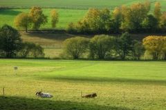 Herbstliches aus dem Taunus