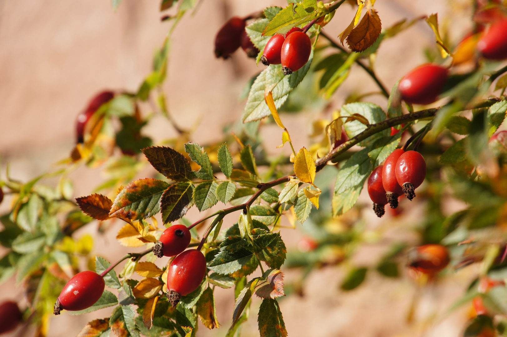 Herbstliches aus der Pfalz, 21.10.12