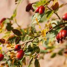 Herbstliches aus der Pfalz, 21.10.12