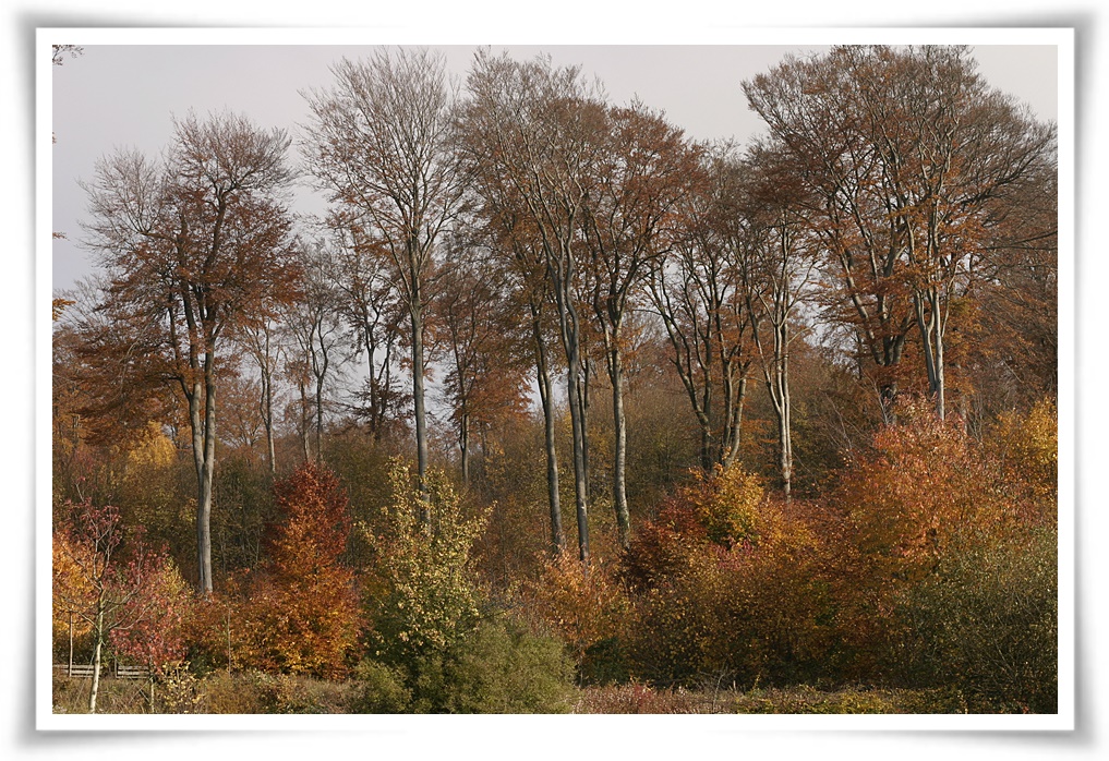 Herbstliches aus Lemgo