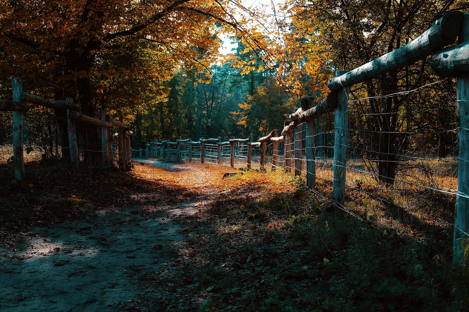 Herbstliches aus Sandhausens Dünen.. 