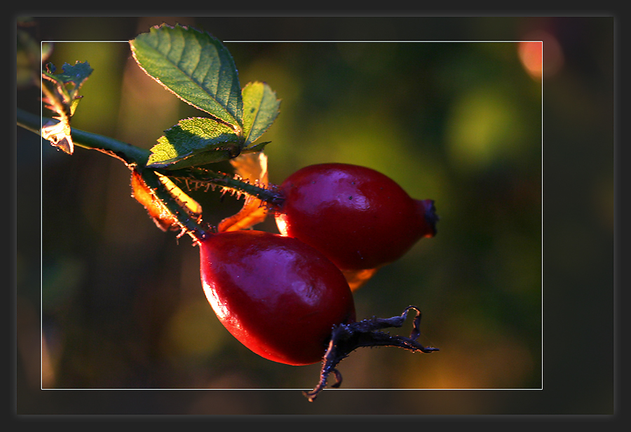 Herbstliches....