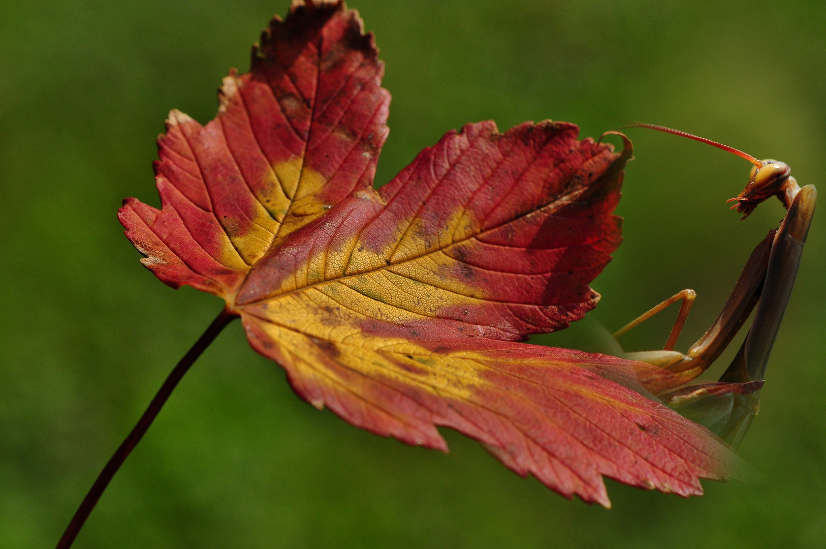 Herbstliches ....