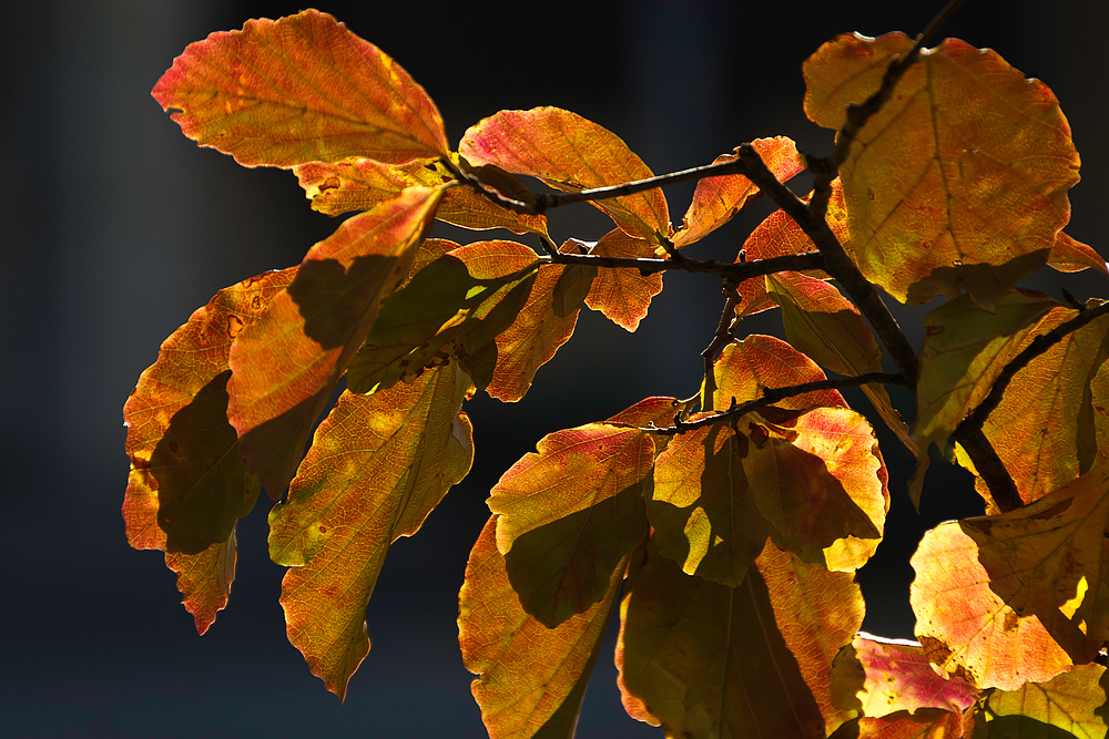 Herbstliches Basel