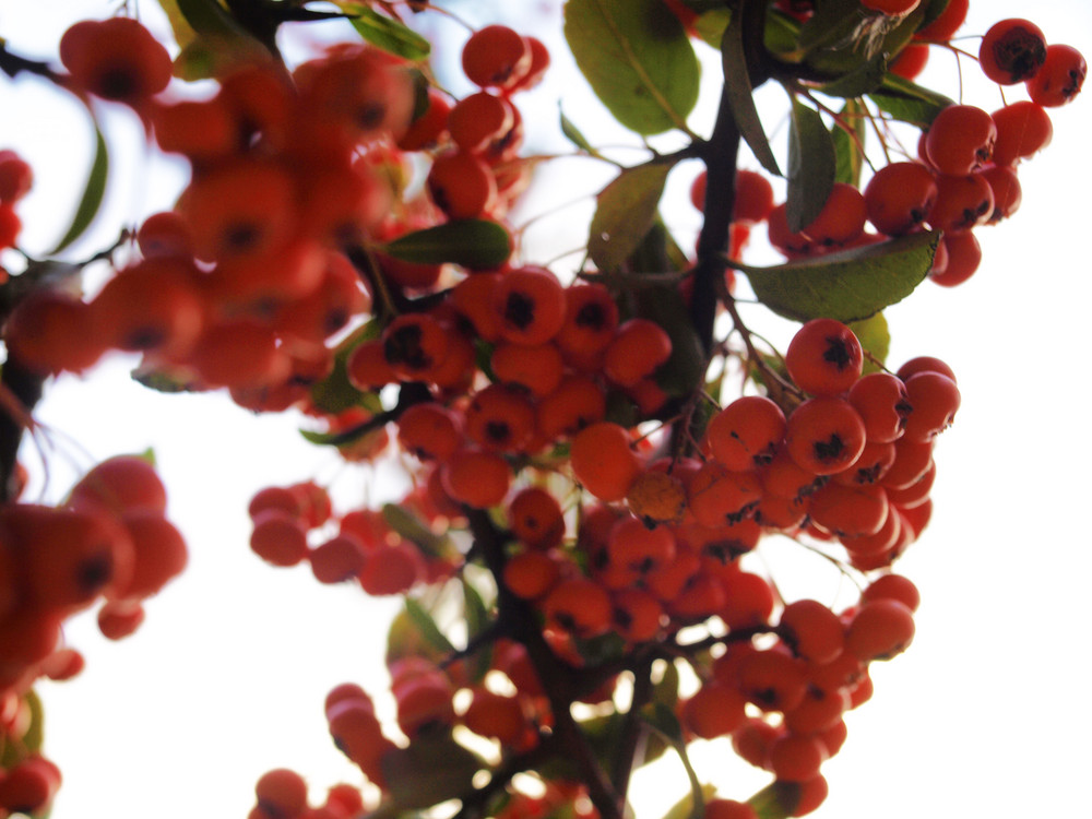 Herbstliches Beerenrot