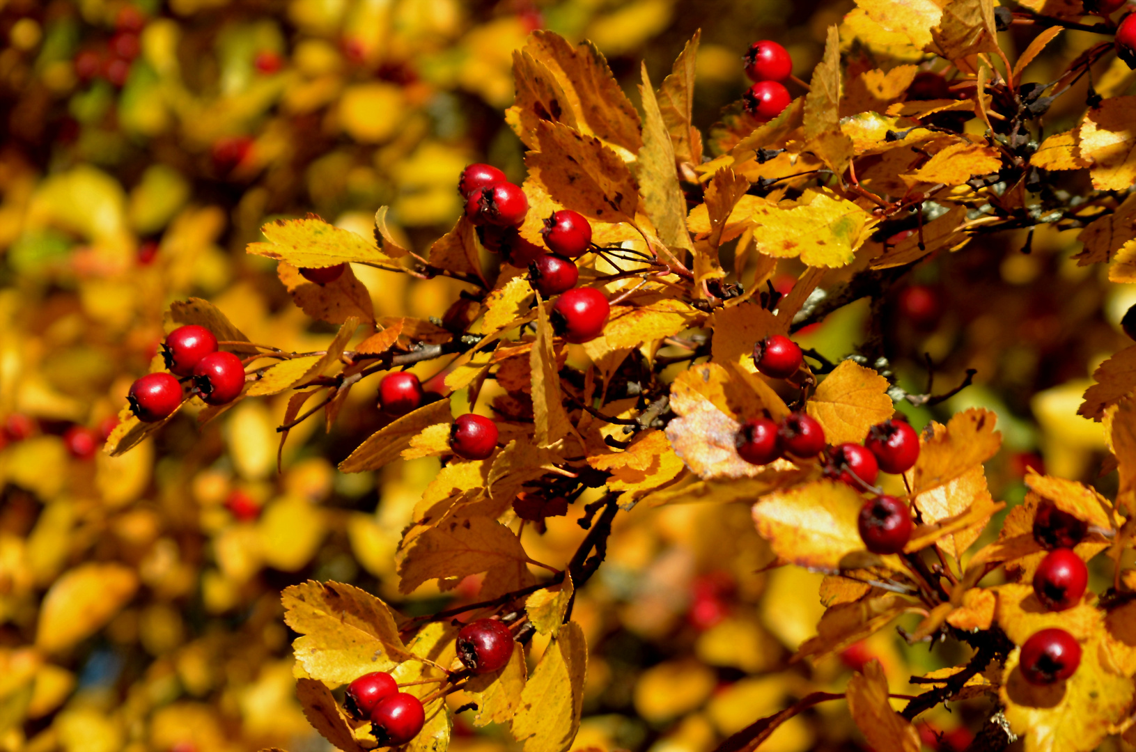 ... herbstliches Beerenrot...