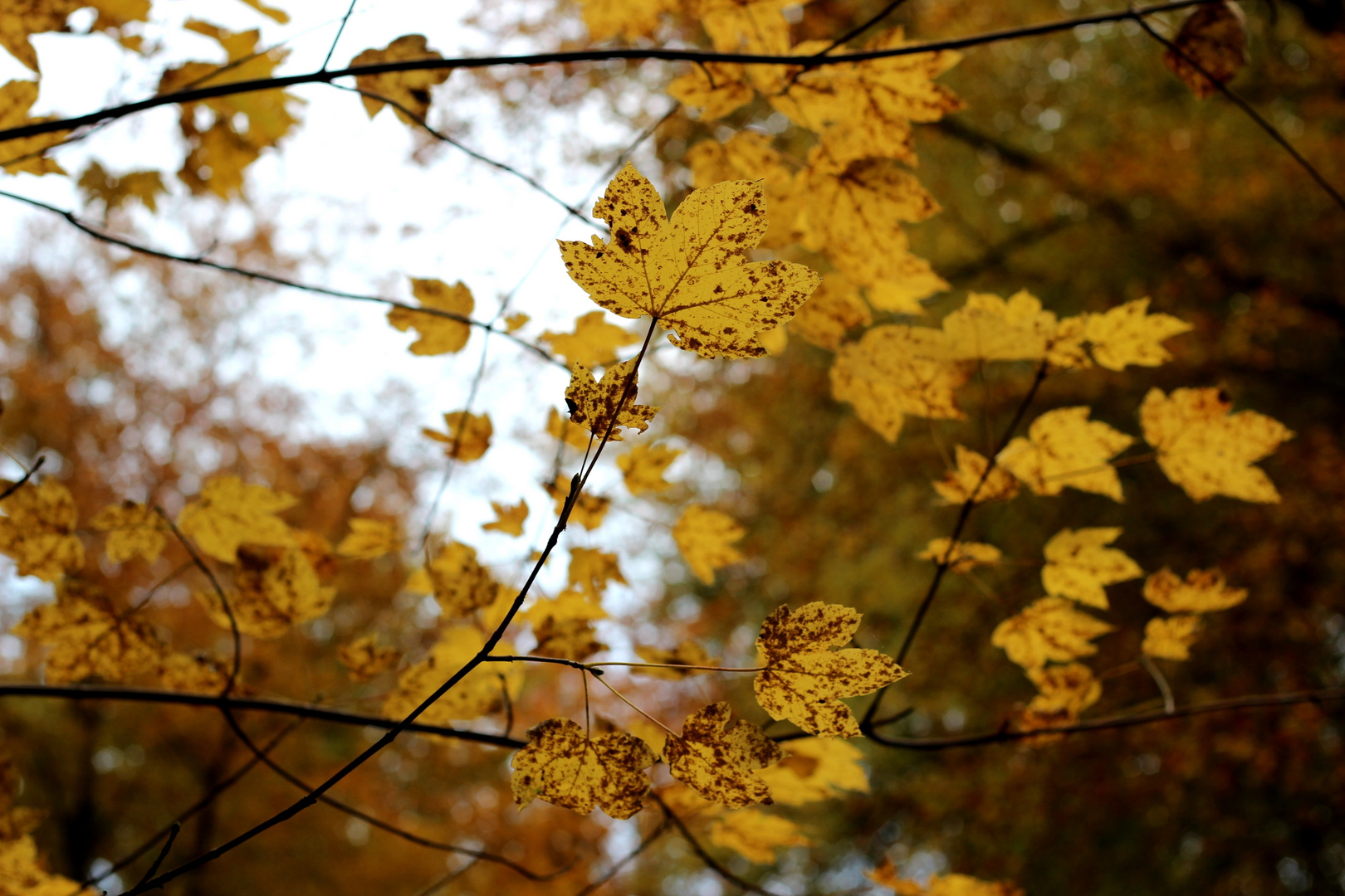 Herbstliches Bildchen